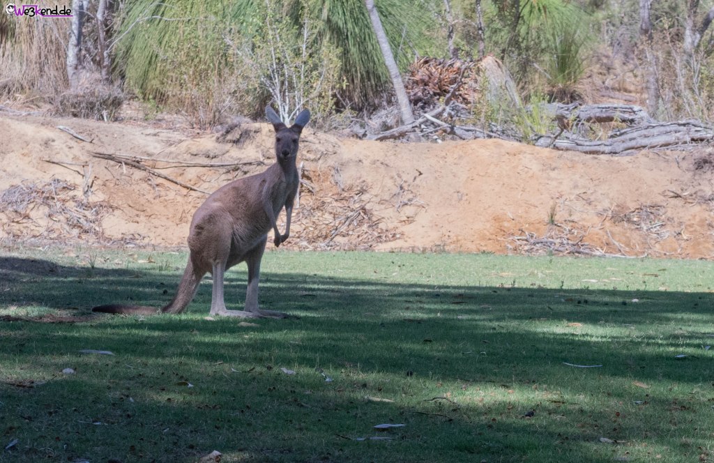 Viele Fotos der letzten&nbsp;Tage